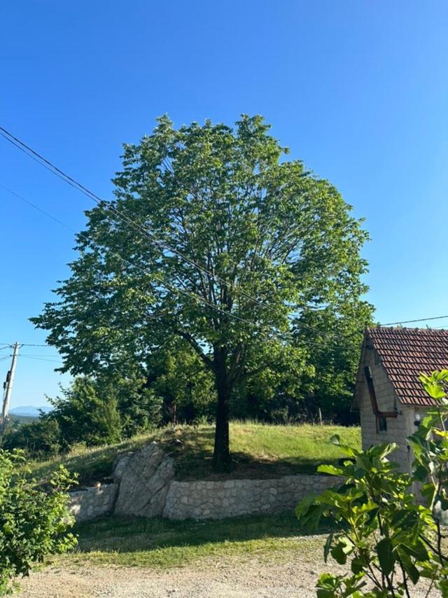 Gazdinstvo Tadic Konuk evi Nikšić Dış mekan fotoğraf